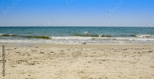 Seagull flying over the coastline