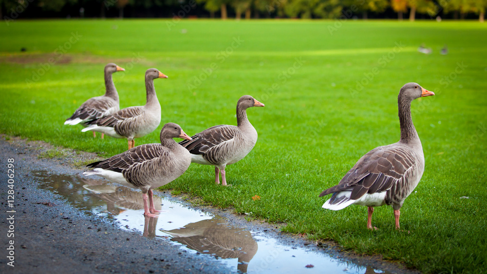 geese on green meadow.  geese and goose. Group of gray geese