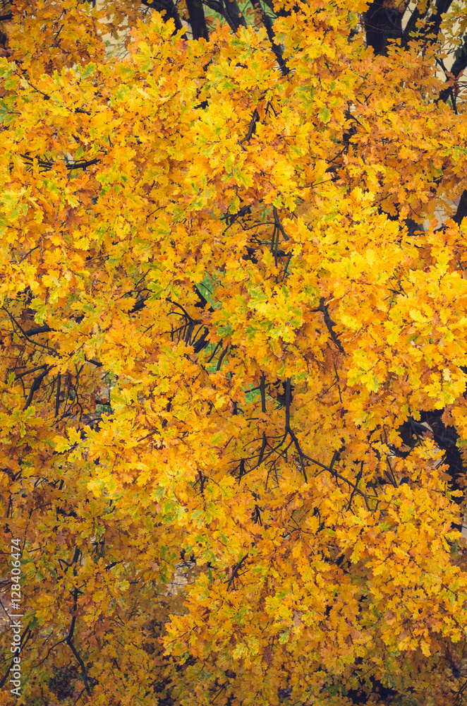 Yellow oak leaves on autumn day