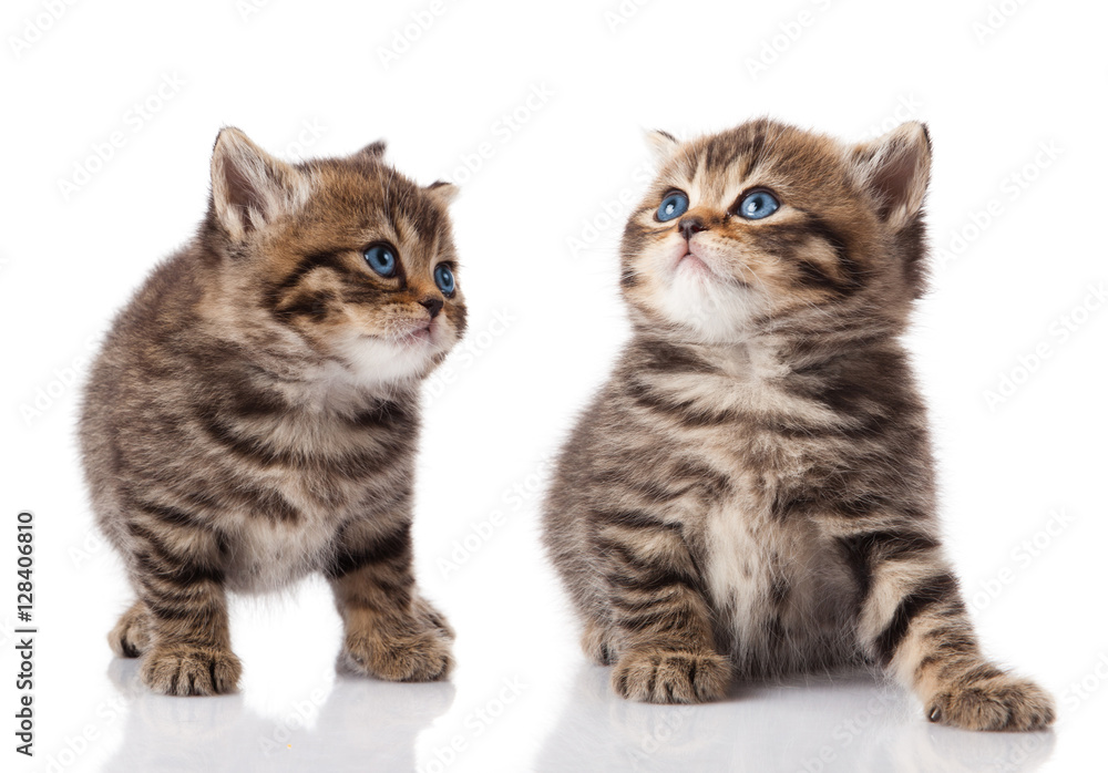 Two little blue eyes kitten. British breed kittens isolated on Two little blue eyes kitten. British breed kittens isolated on