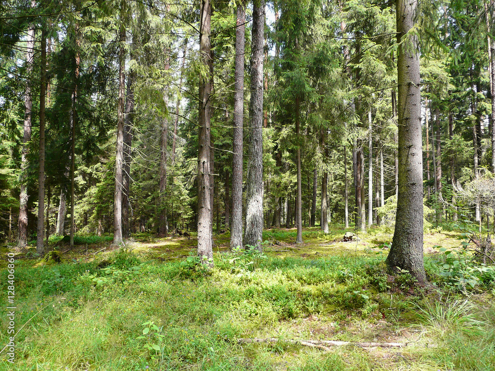 Obraz premium Nadelwald in den Masuren in Polen