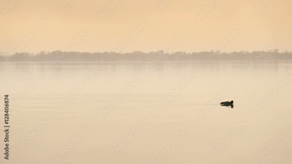 Coot swimming on the quiet lake at sunset Coot swimming on the quiet lake at sunset
