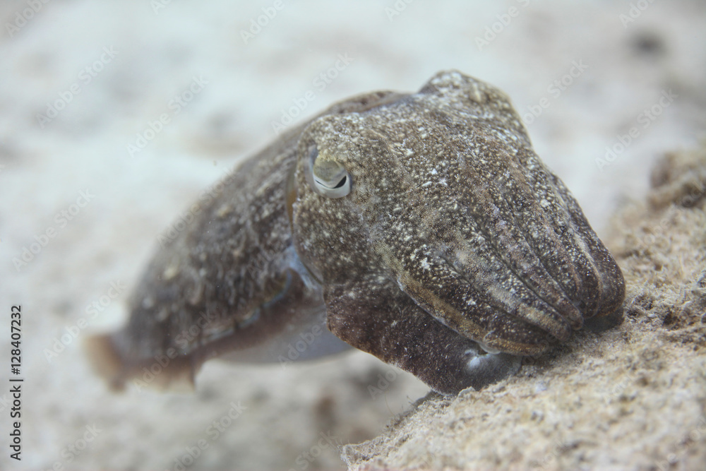 underwater world - cuttlefish