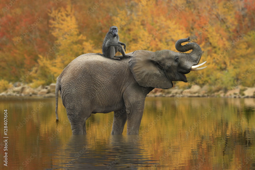 Naklejka premium Wild Images of of African Elephants in Africa