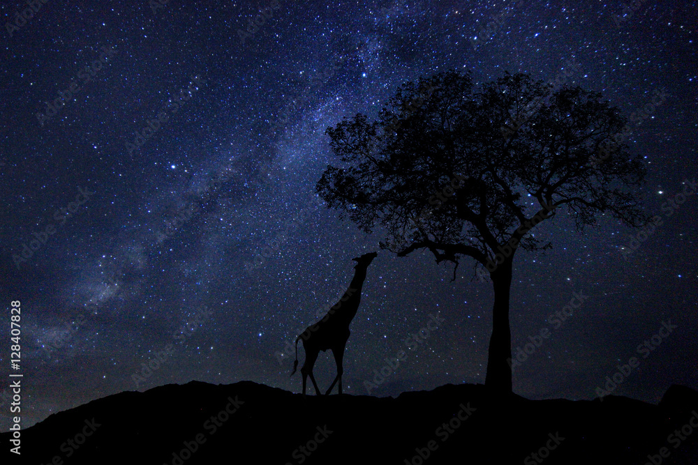 Fototapeta premium Star Trails Milk Way w RPA Night Sky