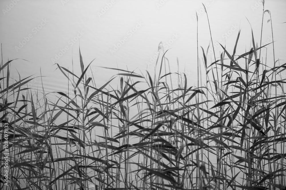 Reed Reed