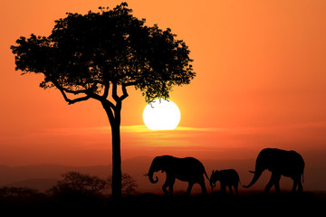 Beautiful Silhouette of African Elephants at Sunset