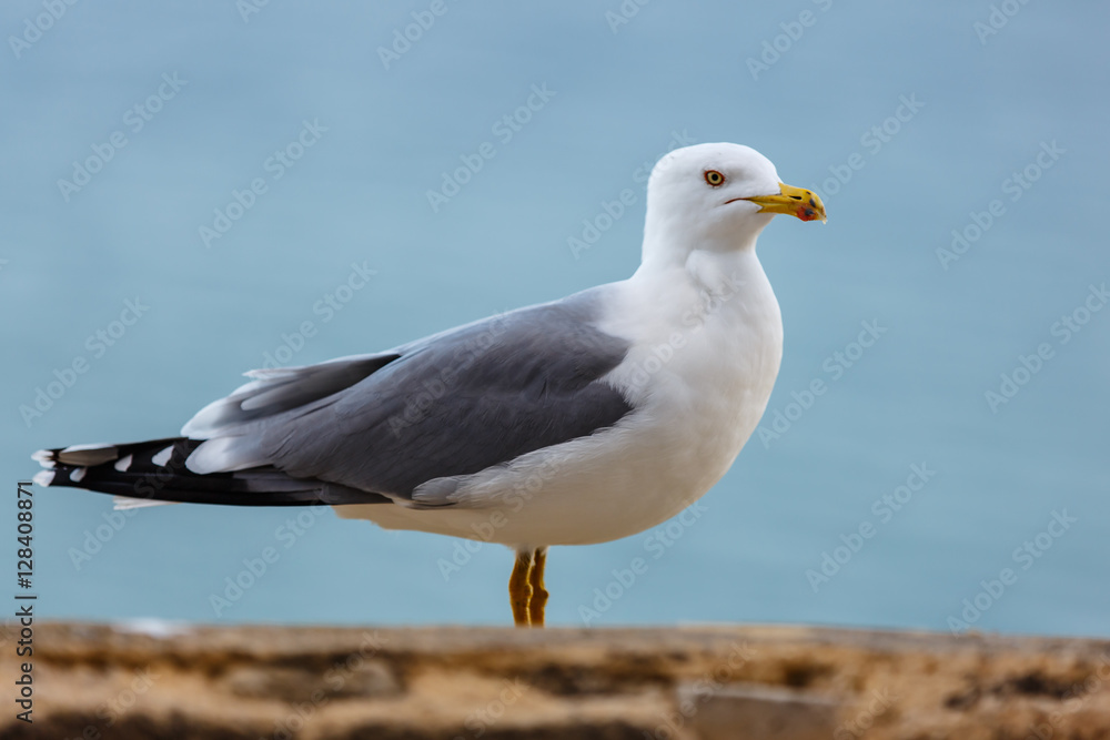 Seagull standing on the rocks against the sea