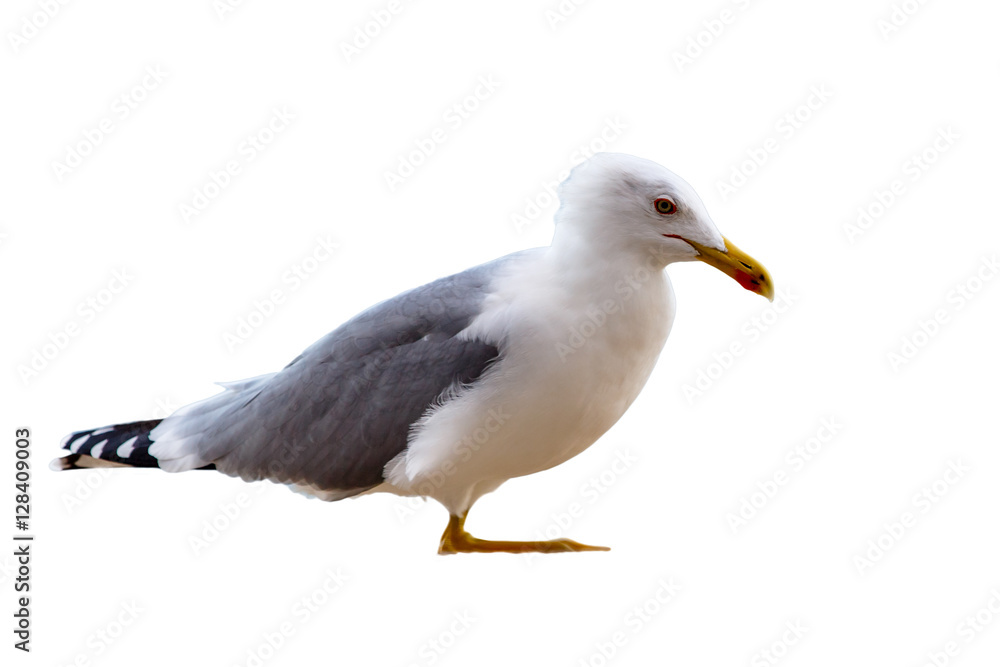 Seagull stands isolated image Seagull stands isolated image
