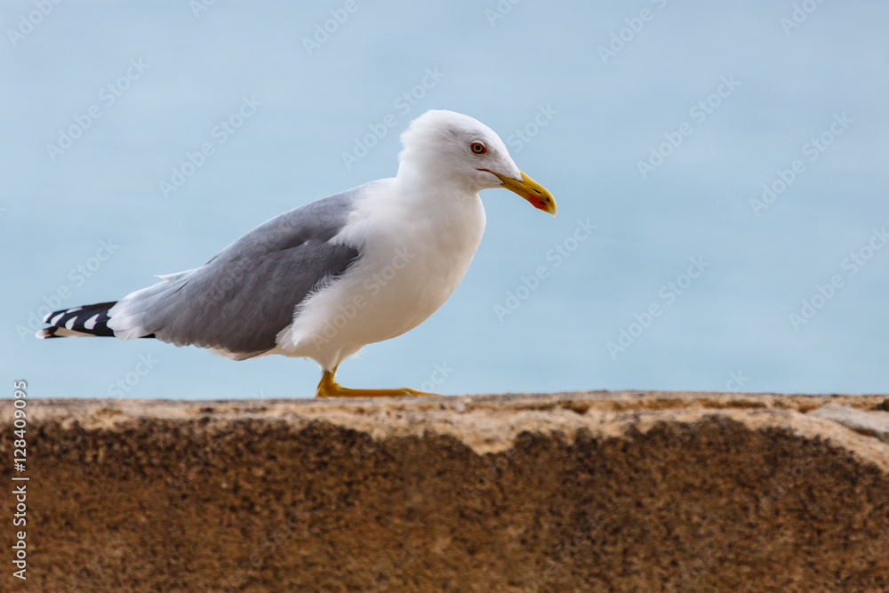 Fototapeta premium Seagull standing on the rocks against the sea