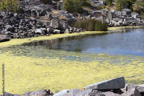 Algae bloom in bay