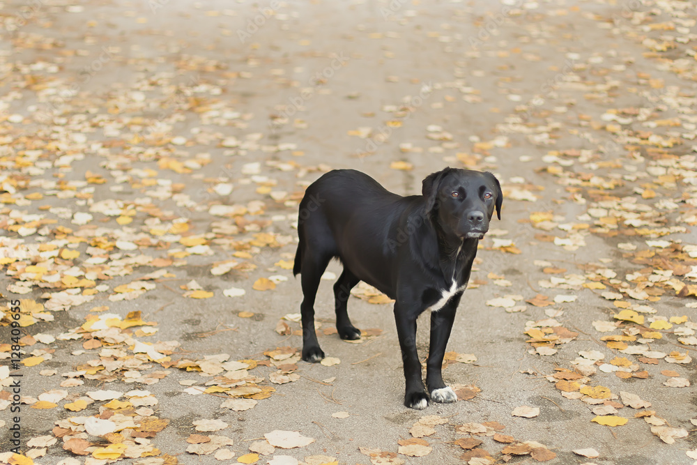 stray homeless black dog in the autumn park. Homeless sadness co