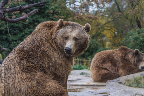 Wallpaper Mural brown bear Torontodigital.ca