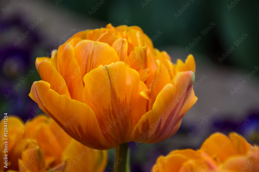 Orange tulip, Botanical Gardens of Balchik, Bulgaria Orange tulip, Botanical Gardens of Balchik, Bulgaria