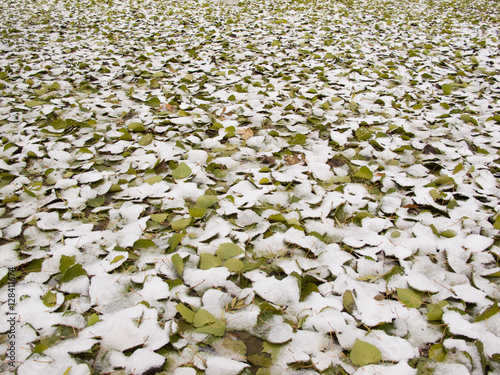 fallen leaves image