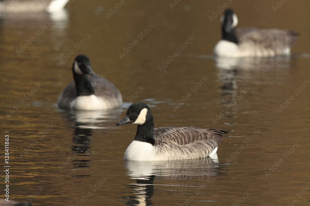 Bernaches du Canada - oiseaux migrateurs Bernaches du Canada - oiseaux migrateurs