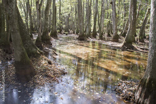 Cypress  and watre tupelo swamp photo