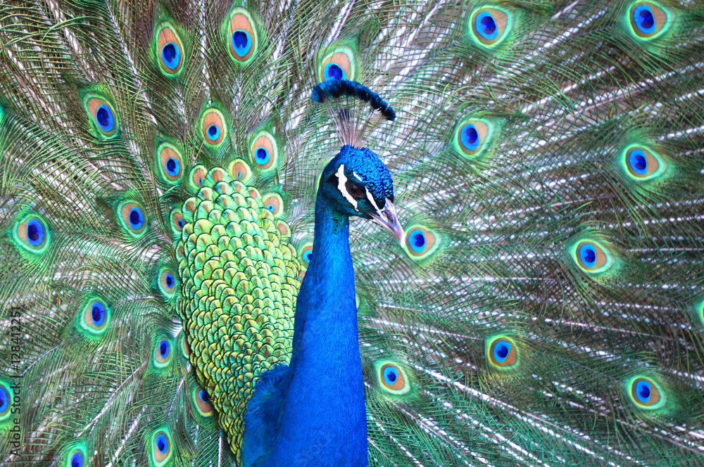Fototapeta premium Peacock Profile