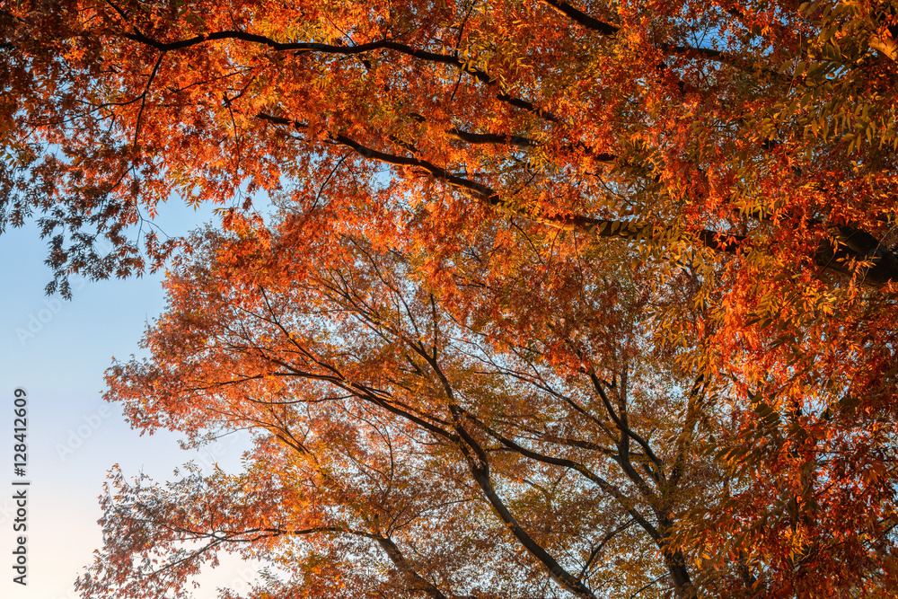 紅葉の木々