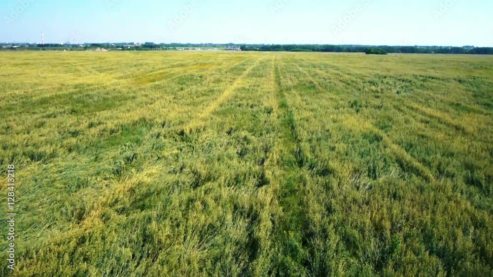 AERIAL: Low flight over green and yellow wheat field at sunny summer day. AERIAL: Low flight over green and yellow wheat field at sunny summer day.