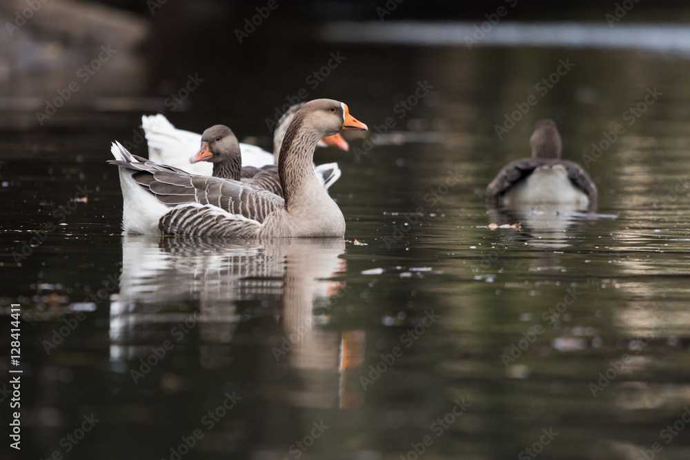 Domestic Goose, Cross Goose, Swan Goose and Greylag Goose hybrid Domestic Goose, Cross Goose, Swan Goose and Greylag Goose hybrid
