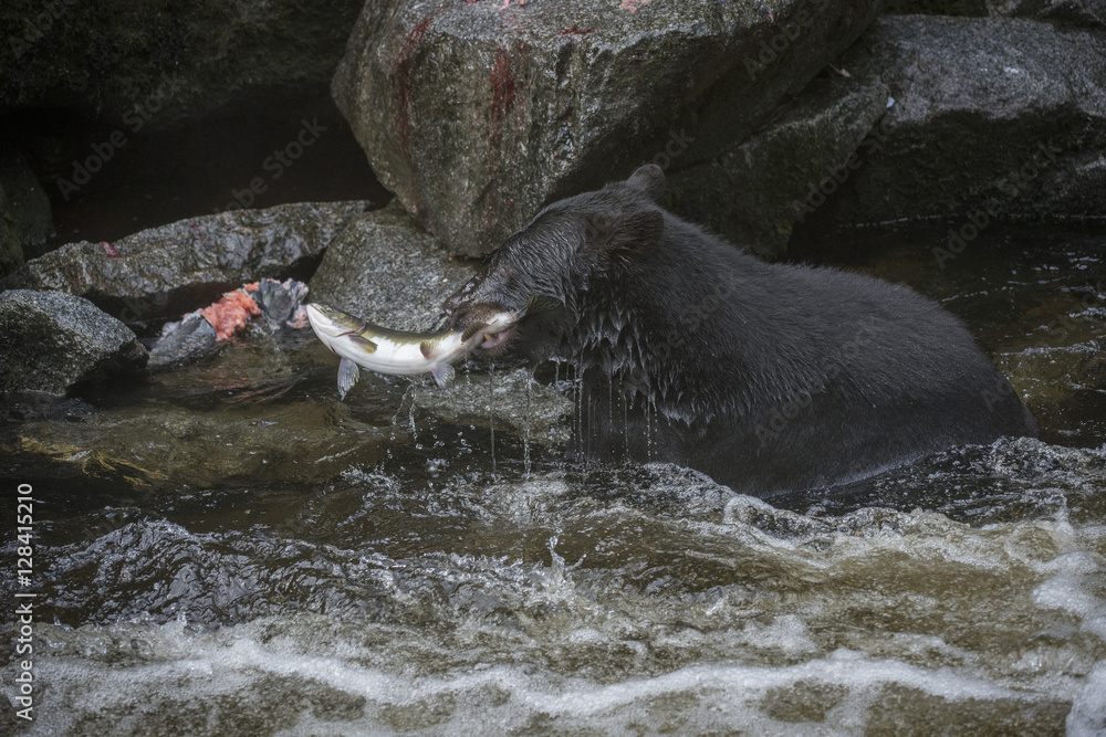 Naklejka premium Black Bear Catching Salmon by the Tail
