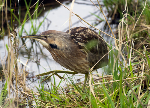 An American Bittern hunts at the Nisqually NWR in Washington photo