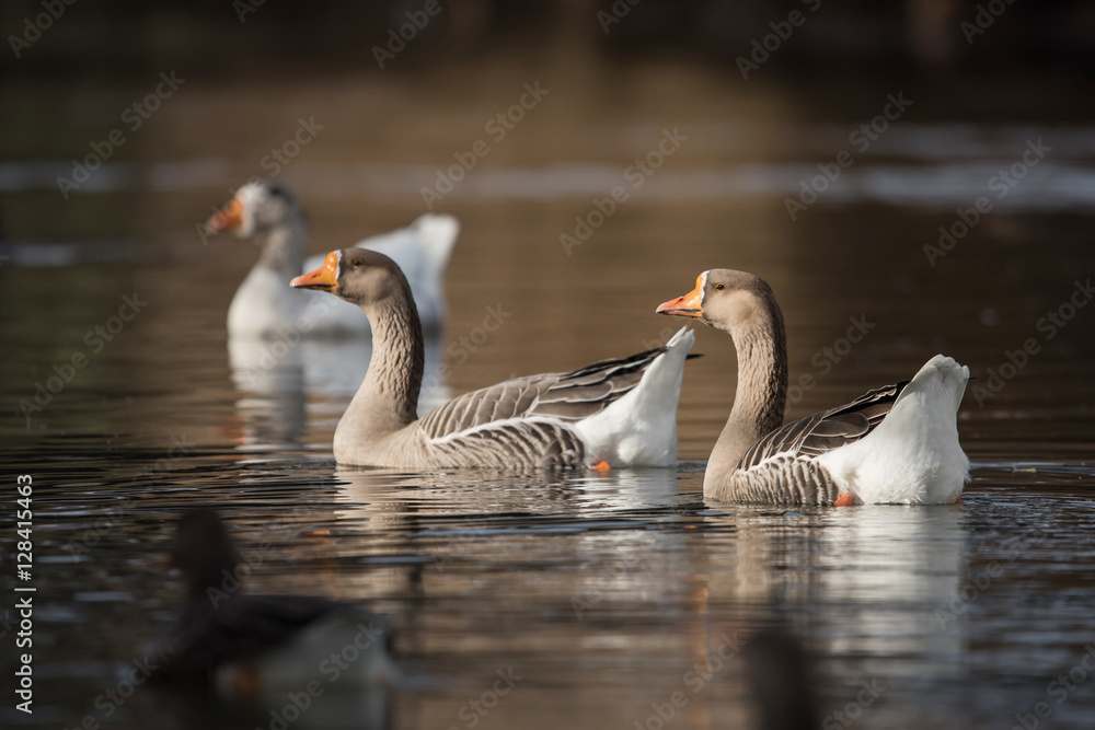 Obraz premium Domestic Goose, Cross Goose, Swan Goose and Greylag Goose hybrid