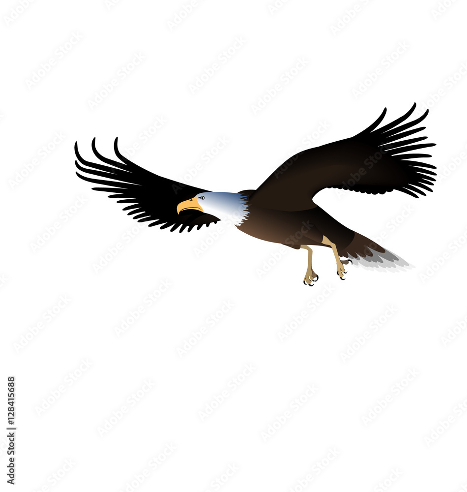 Obraz premium Flying Eagle Isolated on White Background