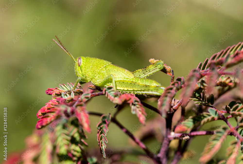 Bright green grasshoppers are found in the grasslands of Mexico. Bright green grasshoppers are found in the grasslands of Mexico.