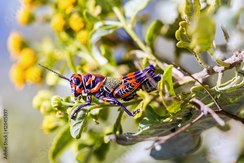 Obraz na płótnie he bicolor grasshopper, also known as the rainbow grasshopper, painted grasshopper, or the barber pole grasshopper, is a species of grasshopper. It is native to North America and northern Mexico. w salonie