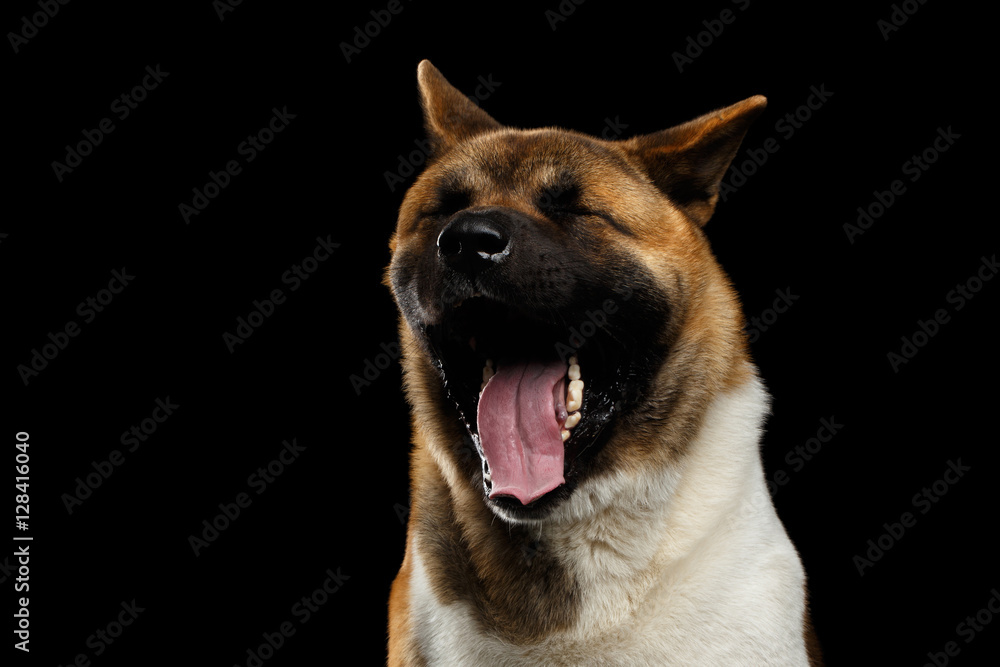 Close-up portrait of plush dog american akita breed, yawn on isolated black background, front view Close-up portrait of plush dog american akita breed, yawn on isolated black background, front view