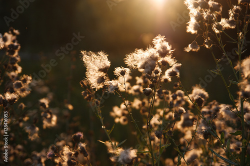 Summer herb backlit sunset