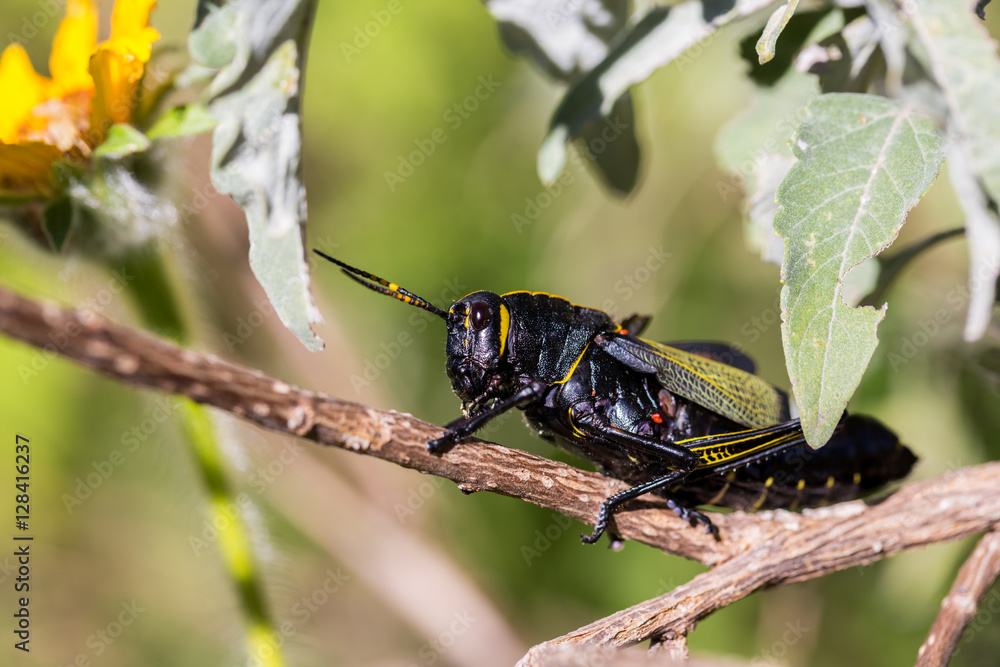 The western horse lubber grasshopper is a relatively large grasshopper species of the grasshopper family found in the arid lower Sonoran life zone of the southwestern United States and Mexico. The western horse lubber grasshopper is a relatively large grasshopper species of the grasshopper family found in the arid lower Sonoran life zone of the southwestern United States and Mexico.