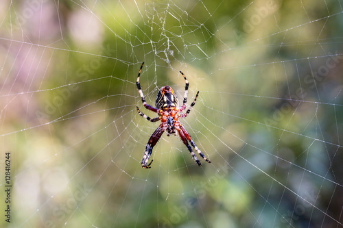 The marbled orb-weaver, is a species of spider belonging to the family Araneidae. It has a wide distribution it is found throughout all of Canada to Mexico. It is one of the most colorful spiders. 