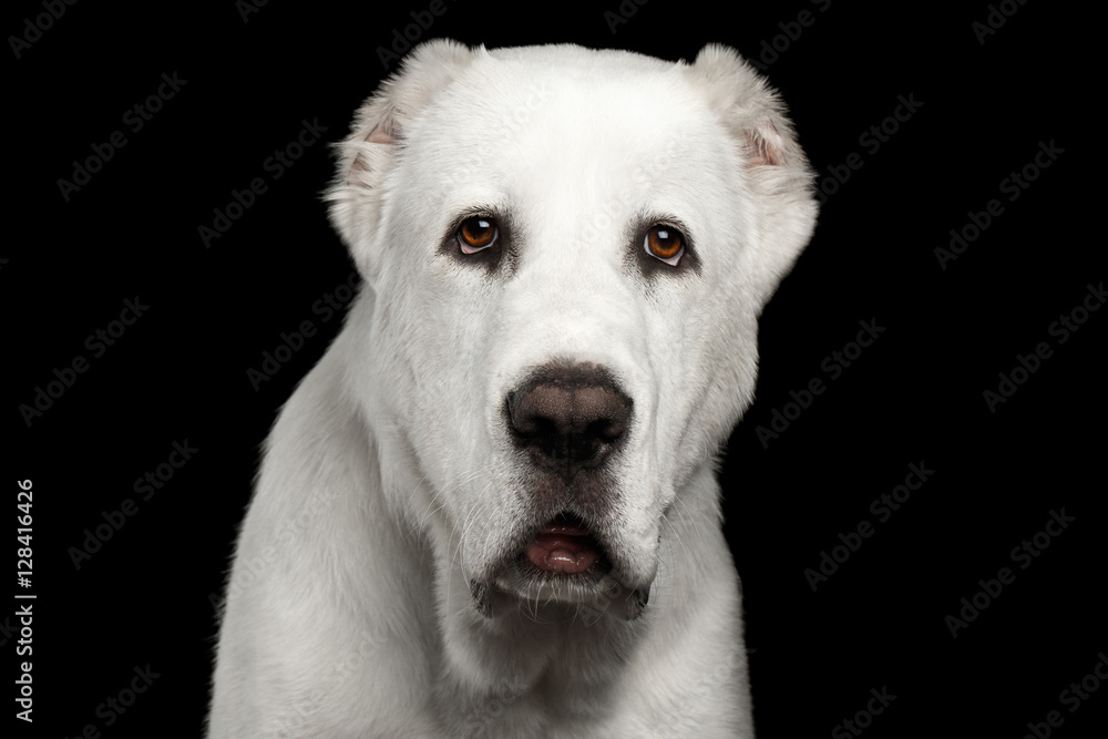 Close-up portrait of Huge white dog alabai breed curious looking in camera with cutting ears on isolated black background, front view