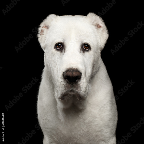 Close-up portrait of Huge white dog alabai breed curious looking in camera with cutting ears on isolated black background, front view