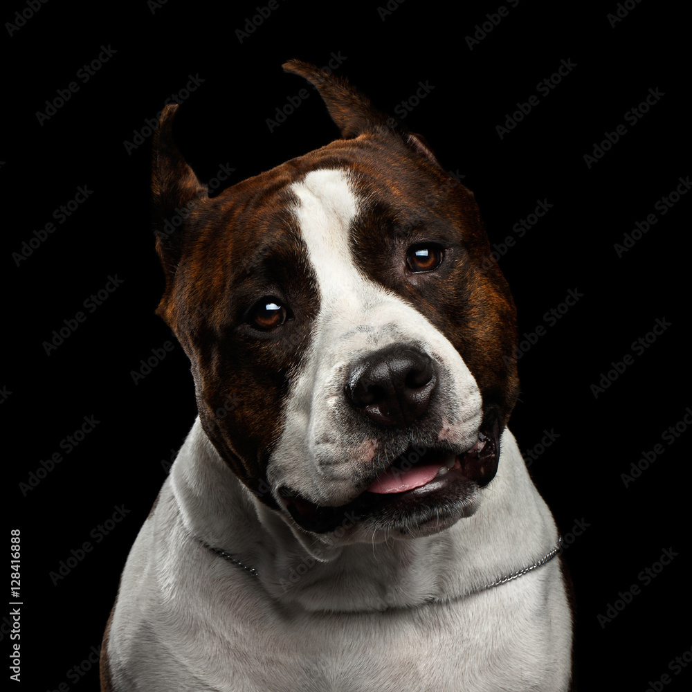 Close-up portrait of brown dog american staffordshire terrier breed with cutting ears looks curious in camera on isolated black background, front view