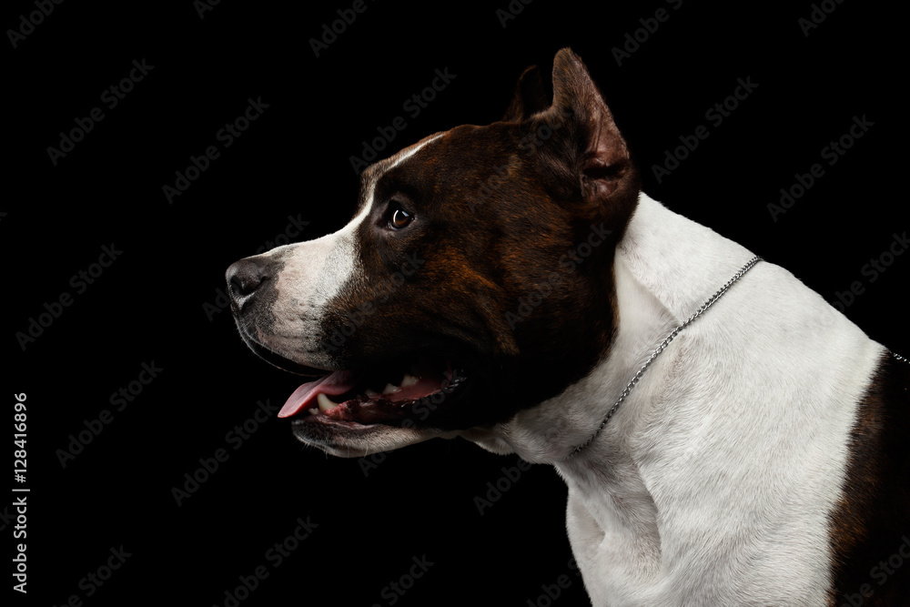Close-up portrait of brown dog american staffordshire terrier breed with cutting ears looks alert on isolated black background, profile view