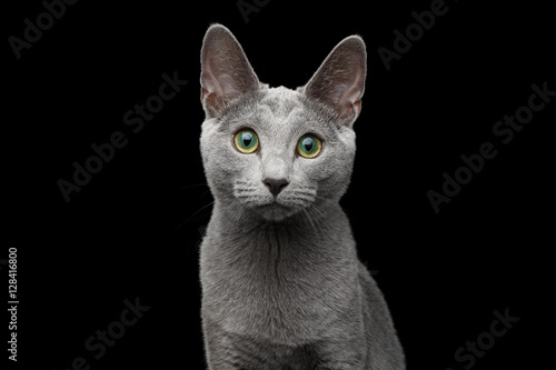 Fototapeta Naklejka Na Ścianę i Meble -  Close-up portrait of Russian blue cat with amazing green eyes and gray silver fur stare in camera on isolated black background