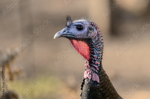 Close Up of a Back Lit Tom Turkey Head and Neck