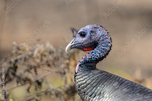 Close Up Portrait of a Male Wild Turkey Head and Neck