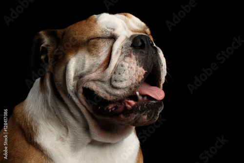 Close-up portrait of dog british bulldog breed  white and red color  closed eyes on isolated black background
