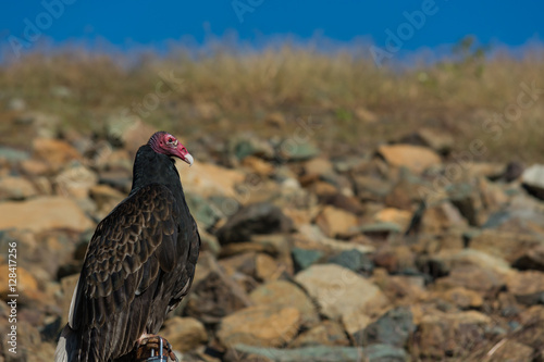 Vulture in front of a rocky hill.  