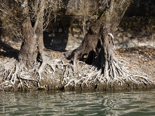 Old tree roots