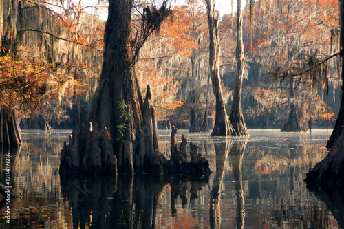 Bald cypress forest in autumn, showing a 