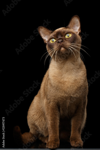 Adorable Burmese Cat with Chocolate fur color, Sits and Curious Looking up, on isolated black background with reflection © seregraff