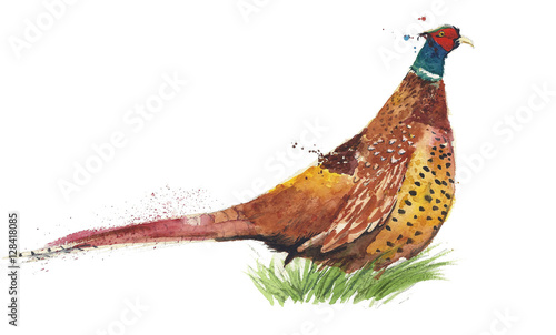 Tela Bird pheasant game bird watercolor painting illustration isolated on white backg