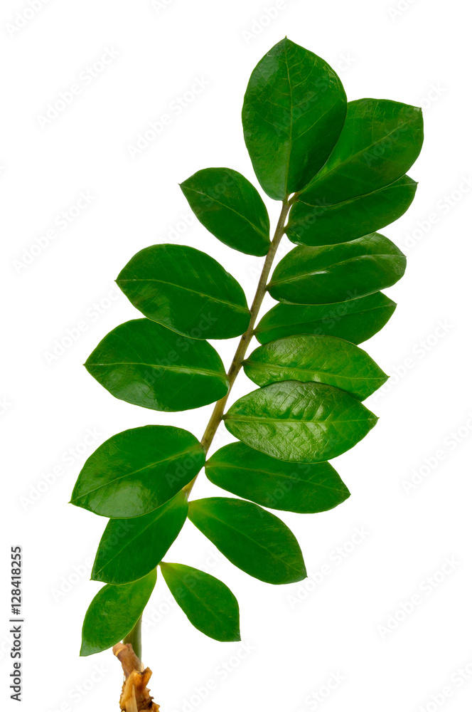 green leaves green leaves