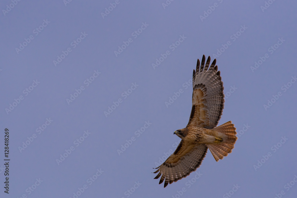 Fototapeta premium A Red-tailed Hawk soars overhead